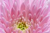 chrysant 5-2018 846